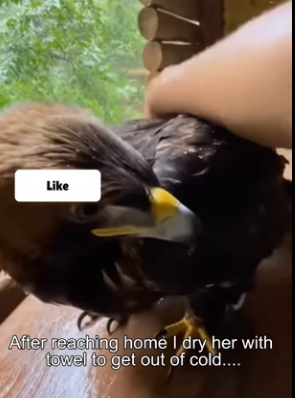 D2203007 I Rescued an eagle and then he came back (Part 2)