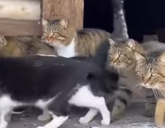 E2103008 Brave cats rescue puppies from the fangs of a ferocious leopard 🐈(Part 2)