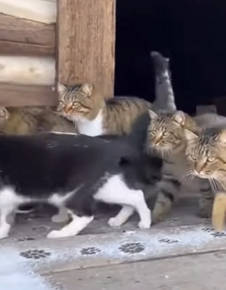 E2103008 Brave cats rescue puppies from the fangs of a ferocious leopard 🐈(Part 2)