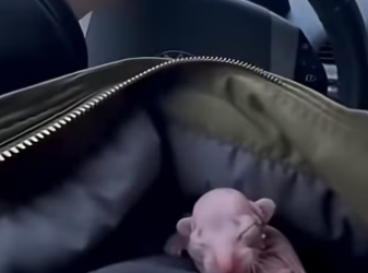 K2003012 This is the story of an snow leopard rejected by his mother who was born without fur (Part 2)