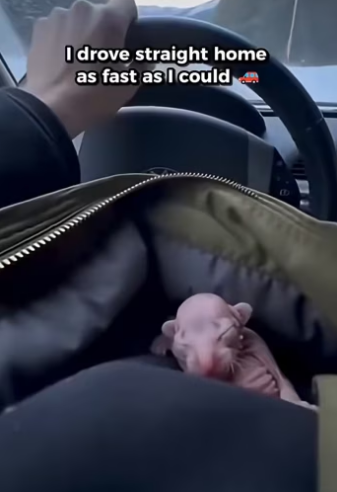 K2003012 This is the story of an snow leopard rejected by his mother who was born without fur (Part 2)