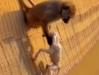 K2003003 The Guardian of the River (Part 2)