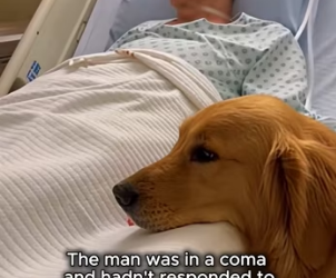 K2003011 A therapy dog was visiting a nursing home and refused to leave one patient’s room…(Part 2)