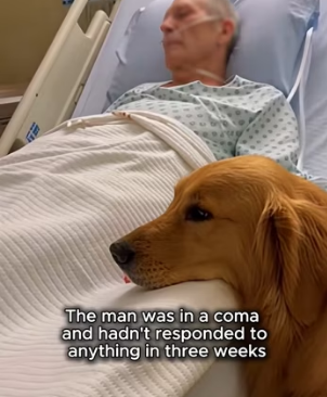 K2003011 A therapy dog was visiting a nursing home and refused to leave one patient’s room…(Part 2)