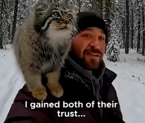 K2003010 A Pallas’s cat injured by an arrow shot by a bully poacher is approached by this ranger … and then (Part 2)