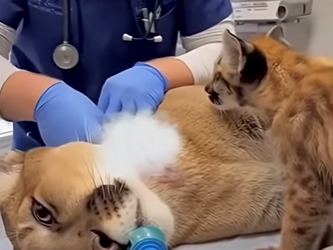 P2403008 This man found a puma that an evil hunter had maliciously tied to a tree with a rope (Part 2)