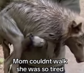 P2403010 At first though it was a dog stuck in the mud…(Part 2)