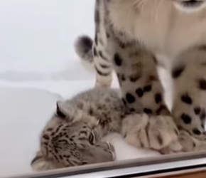 P2403005 This man couldn’t believe what I was seeing..the poacher has struck again (Part 2)