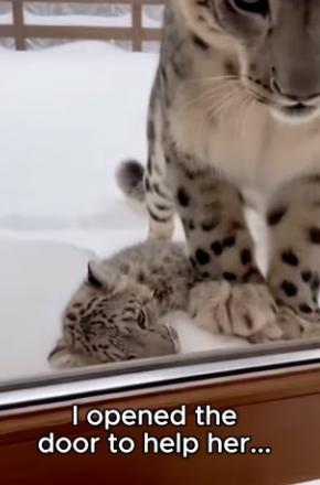 P2403005 This man couldn’t believe what I was seeing..the poacher has struck again (Part 2)