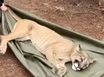 P2403007 This Woman saved a mountain lion from starving (Part 2)