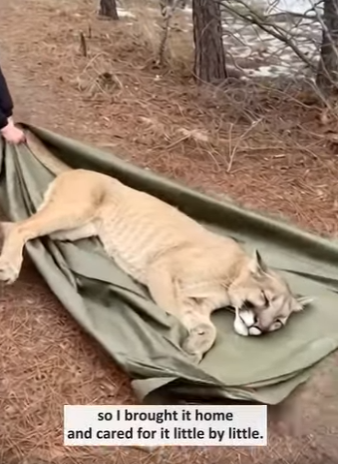 P2403007 This Woman saved a mountain lion from starving (Part 2)