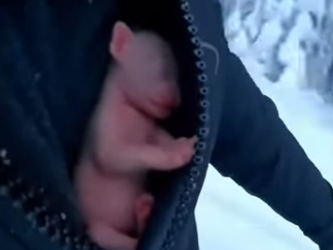 P2403002 Deep in the frozen peaks of the Himalayas, this leopard cub found new friends who gave him a second (Part 2)