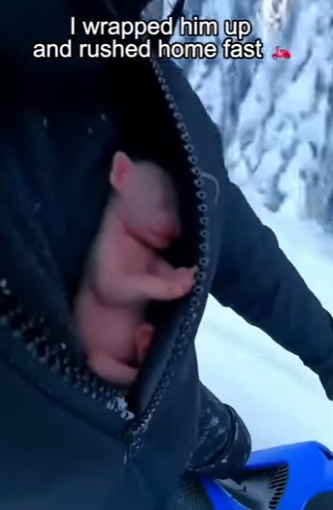 P2403002 Deep in the frozen peaks of the Himalayas, this leopard cub found new friends who gave him a second (Part 2)