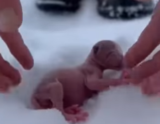 P2403006 This is the story of a Canadian Lynx rejected by its mother because it was born without fur (Part 2)