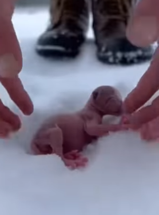 P2403006 This is the story of a Canadian Lynx rejected by its mother because it was born without fur (Part 2)