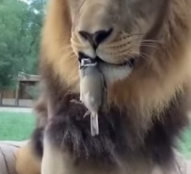 K2003006 The sparrow and the king (Part 2)