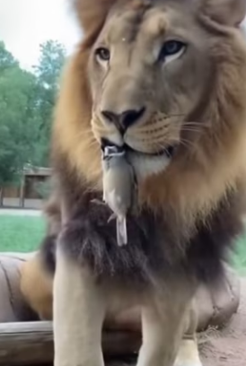 K2003006 The sparrow and the king (Part 2)