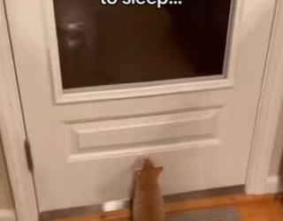 P2403009 Good horse (Part 2)