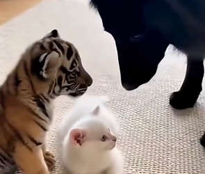 P2403001 This man suddenly saw a tiny tiger cub and a little white kitten in the rain …. and then (Part 2)