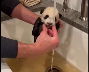 dog brought dirty toy outside. .but it wasn toy (Part 2)