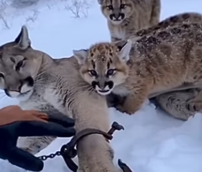 man found mother in trouble… her cubs fought to protect her (Part 2)