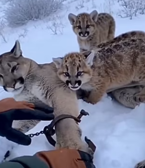 man found mother in trouble… her cubs fought to protect her (Part 2)
