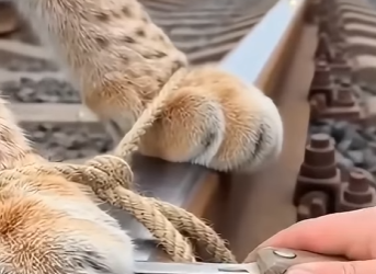 P2203001 This man found a Lynx Trapped on Railway (Part 2)