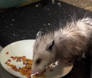 R2403001 A small opossum was accidentally left behind (Part 2)