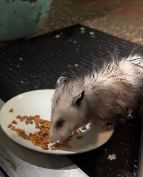 R2403001 A small opossum was accidentally left behind (Part 2)