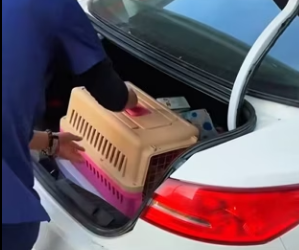 R2403007 A stray kitten was surrounded by a group of stray dogs (Part 2)