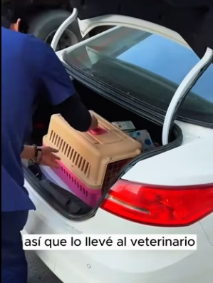 R2403007 A stray kitten was surrounded by a group of stray dogs (Part 2)