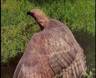 R2403002 An eagle that can swim (Part 2)