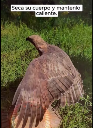 R2403002 An eagle that can swim (Part 2)