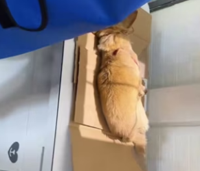 R2403010 I saw you by the roadside, lying motionless on the steps, as cars sped by (Part 2)