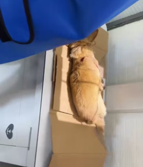 R2403010 I saw you by the roadside, lying motionless on the steps, as cars sped by (Part 2)