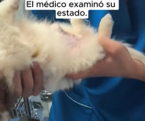 R2403012 A weak puppy appeared trembling, and no one imagined the tough battle he was about to face (Part 2)