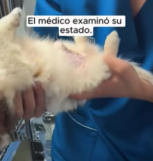 R2403012 A weak puppy appeared trembling, and no one imagined the tough battle he was about to face (Part 2)