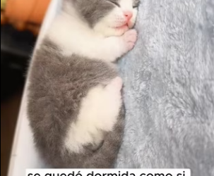 R2403005 That day I found a newborn kitten, tiny and covered in dirt (Part 2)