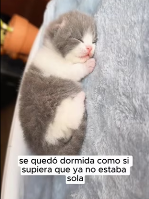 R2403005 That day I found a newborn kitten, tiny and covered in dirt (Part 2)