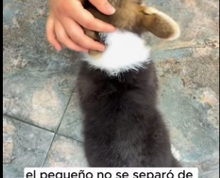 R2403011 Jack found a puppy staggering by the side of the road, and he knew something was wrong (Part 2)