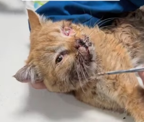 R2403009 A cat with a wound on its face (Part 2)