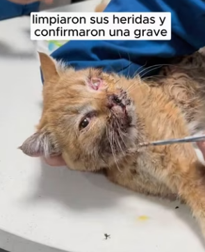R2403009 A cat with a wound on its face (Part 2)