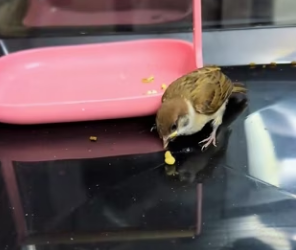 R2403006 This sparrow wants to come home with me (Part 2)