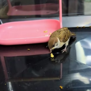 R2403006 This sparrow wants to come home with me (Part 2)