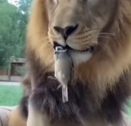 K2003006 The sparrow and the king (Part 2)