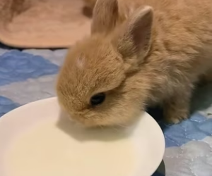 R2403004 It all started when I found three bunnies in a small hutch (Part 2)