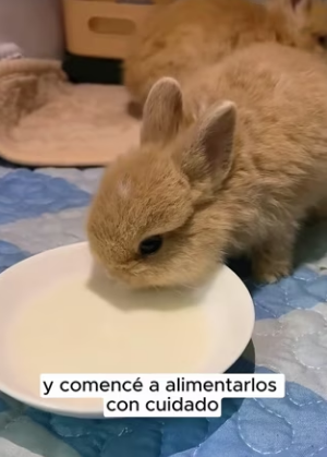 R2403004 It all started when I found three bunnies in a small hutch (Part 2)