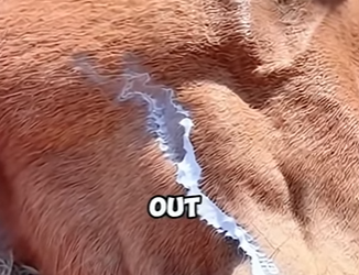 V2403002 Esta yegua empujó a su bebé hacia un humano 3 veces mientras moría. La razón te destrozará 😭 (Part 2)