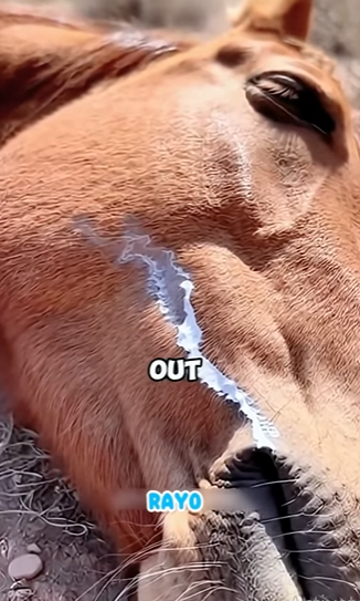 V2403002 Esta yegua empujó a su bebé hacia un humano 3 veces mientras moría. La razón te destrozará 😭 (Part 2)