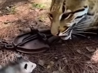 V2403012 Final incredible.. (Part 2)